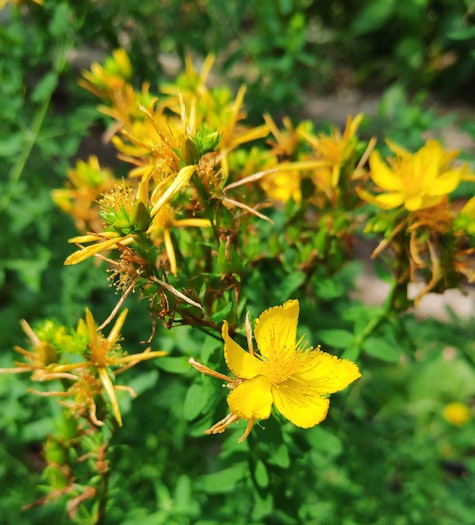 Les fleurs du Millepertuis (Hypericum perforatum)