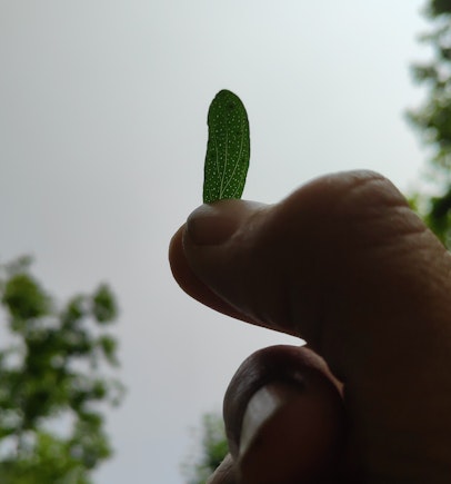 Les petits trous sont visibles dans les feuilles à contre-jour, ce sont des poches à huiles essentielles