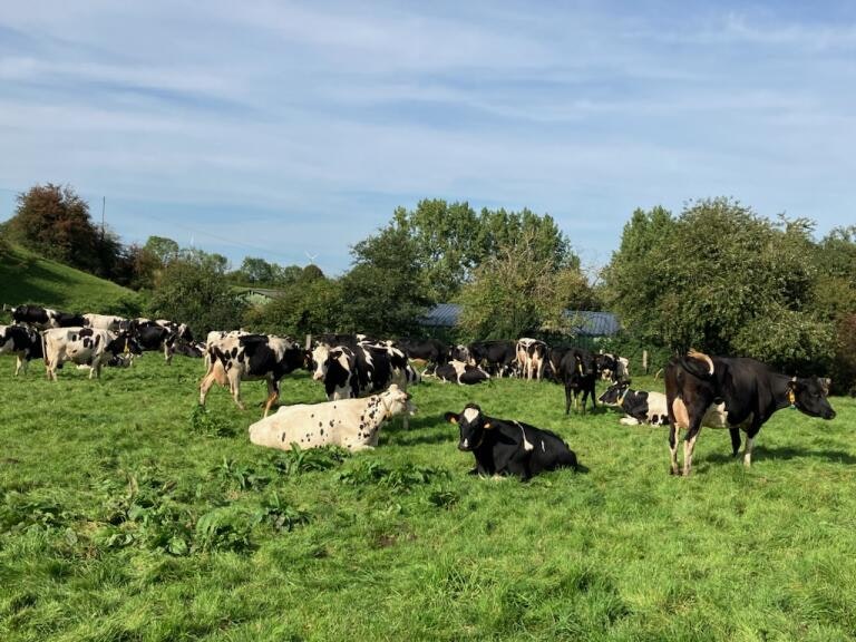 Les vaches en extérieur (Crédits : Jacques Huet)