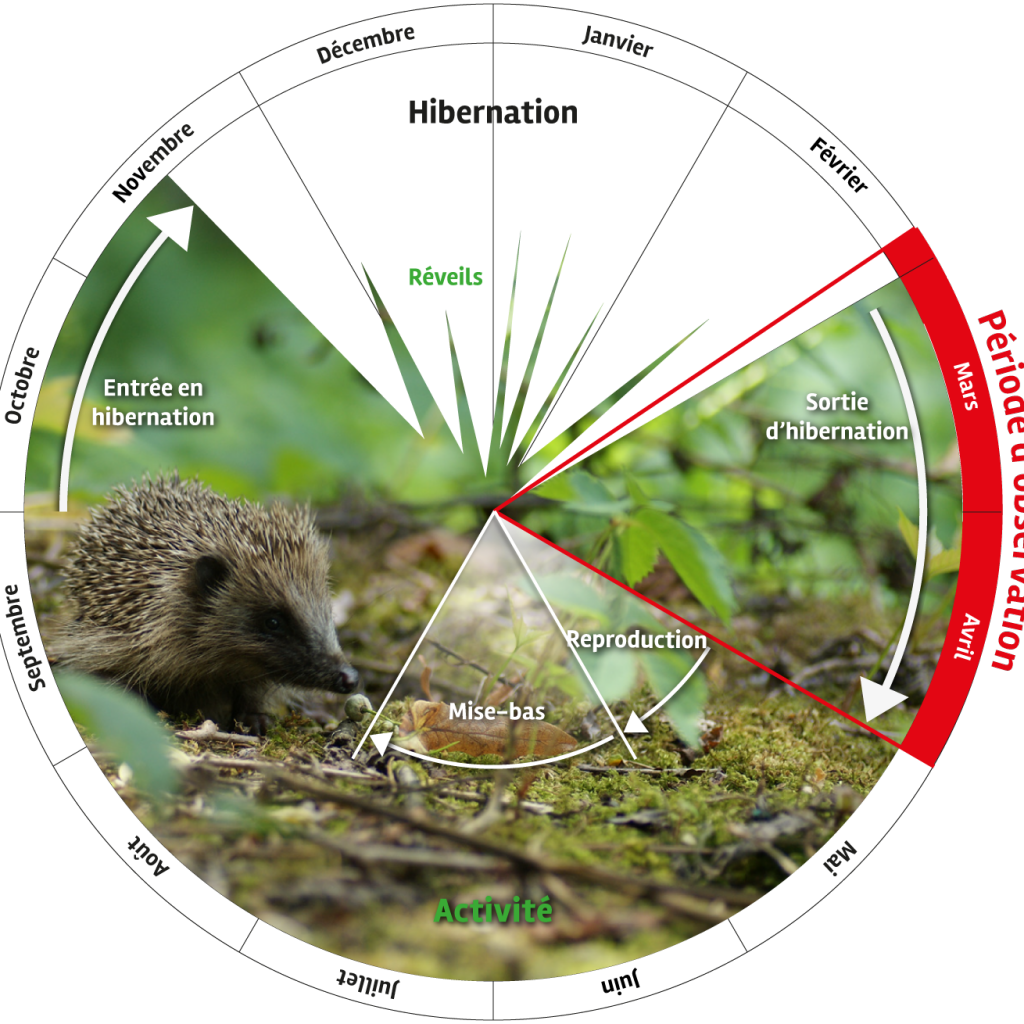 Cycle de vie du hérisson © Les sentinelles du climat