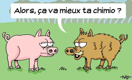 C'est de l'humour ou du cochon? 