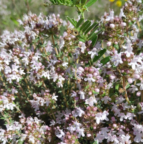 Le thym abrite une grande diversité d'insectes pollinisateurs