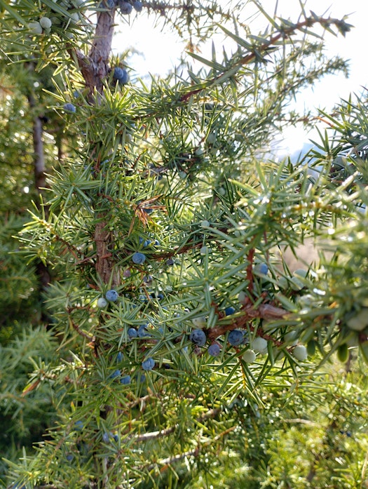 Des 'baies' de couleur différentes, des aiguilles réunies par 3 avec une ligne blanche.