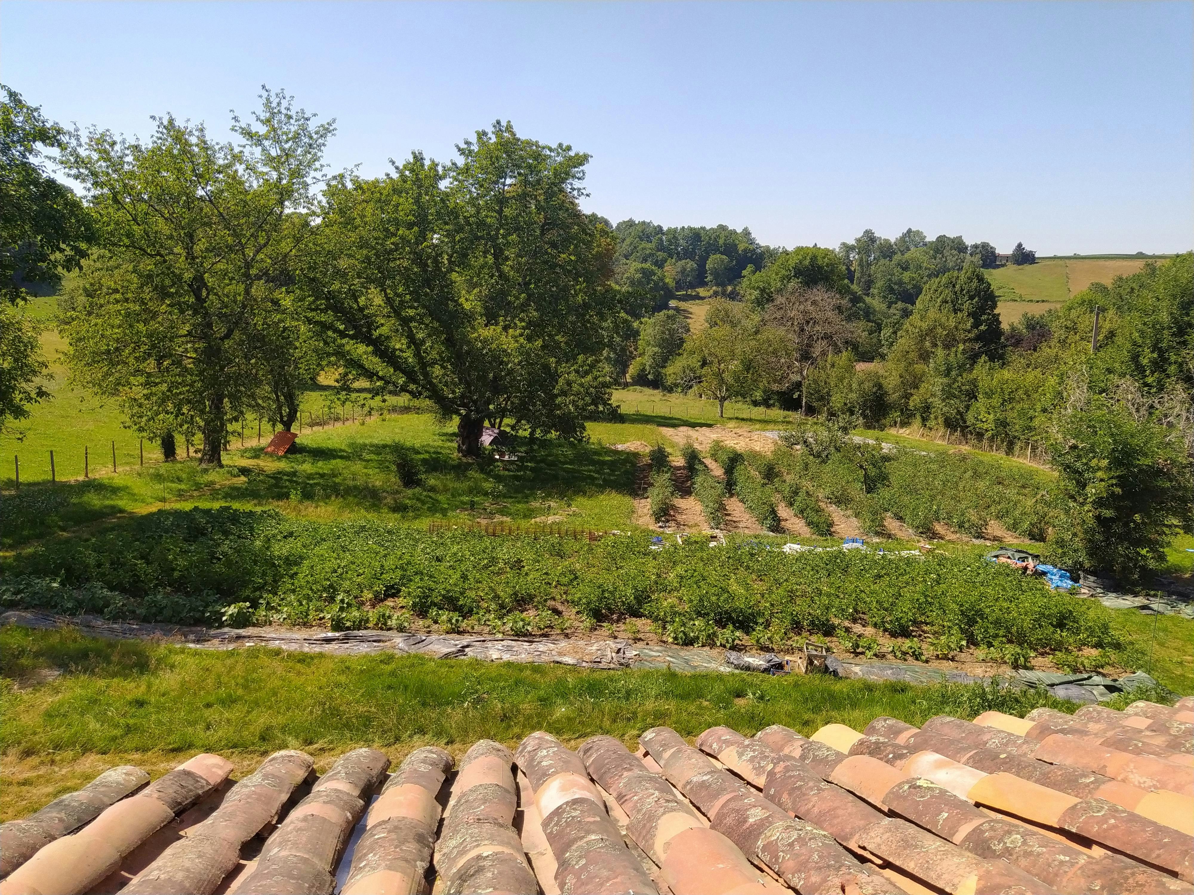 Le terrain à la mi-juillet. Crédits : S.D.