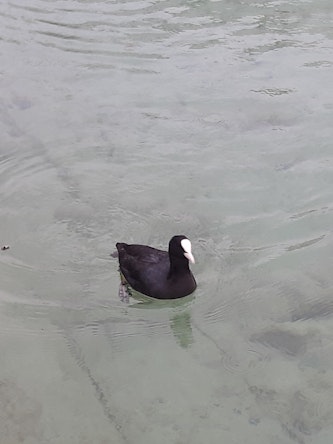 Ma photo ne rend pas grâce à la belle couleur du lac d'Annecy mais sauras tu me donner le nom de l'oiseau ?