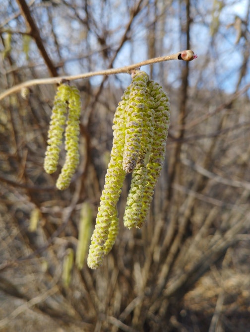 Les inflorescences mâles et... vous voyez les fleurs femelles ? sisi !