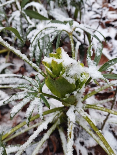 Sous la neige, l'héllébore prépare ses fleurs