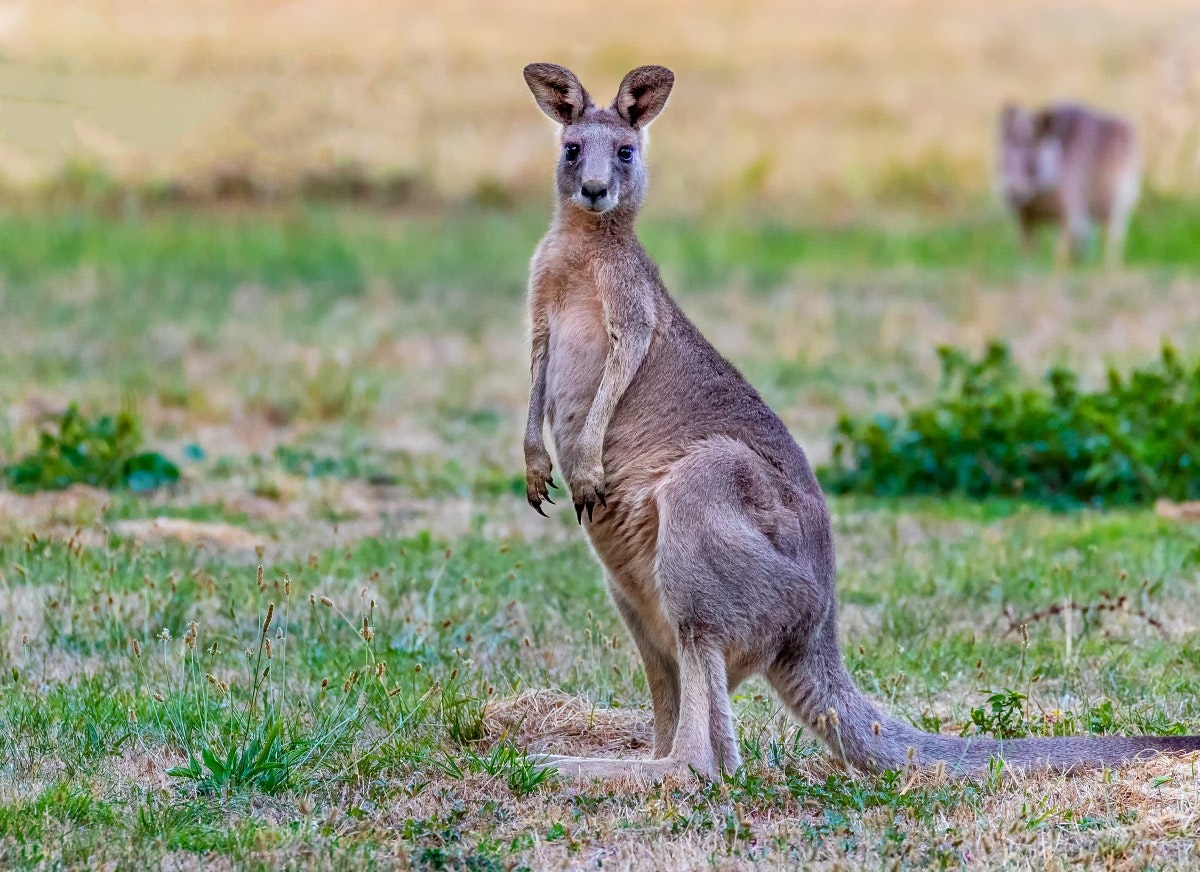 Un kangourou géant, marsupial très répandu dans le Sud et l'Est de l'Australie (photo John Torcasio)