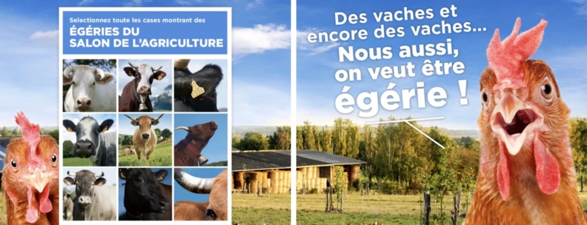 Une pétition en ligne sur change.org a été lancée, demandant que les cochons, chèvres, moutons et bien sûr les poules Loué, puissent enfin avoir leur moment de gloire au Salon de l’Agriculture.