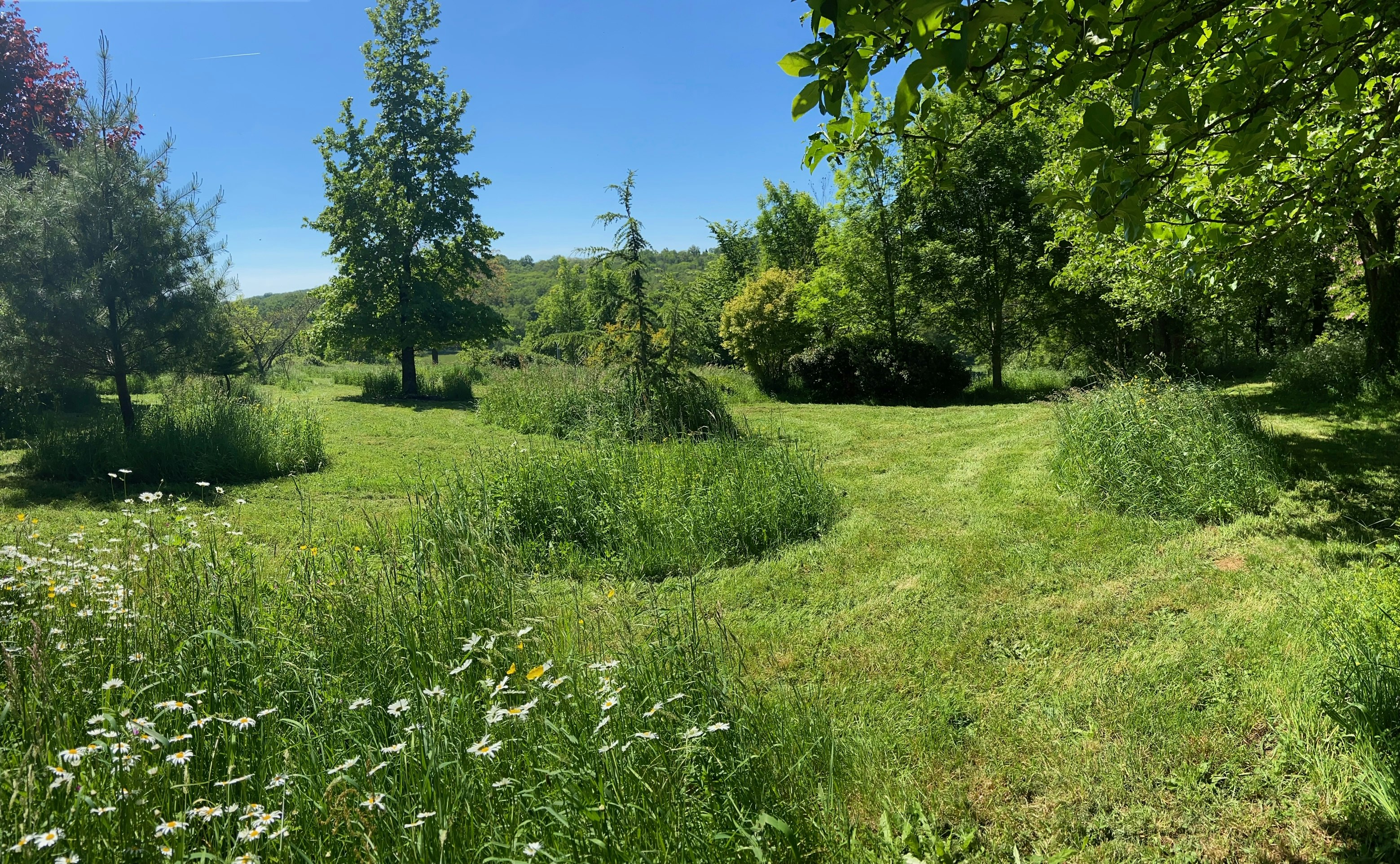 Le terrain de la chambre d'hôte "La Colline aux Licornes", en Charente. Très bel exemple de tonte différenciée ! 