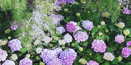 Tamaris et hortensias, Guéthary - Martine Le Jossec juin 2024