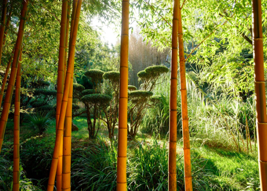 Jardin Les Bambous de Planbuisson, Dordogne © Eric Sander