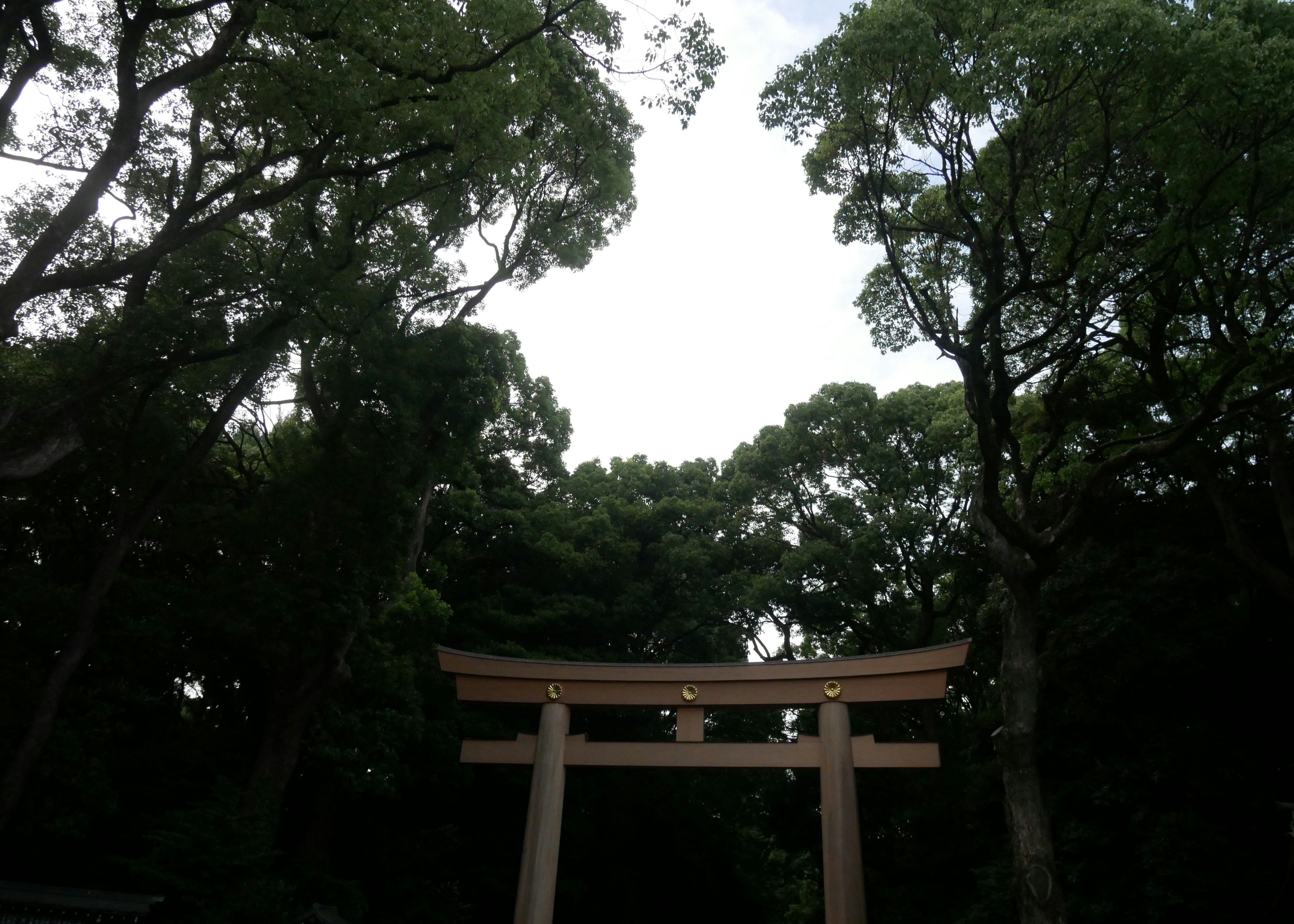 Meiji-jingu Torii