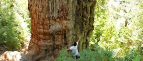 🌳 Vertigineux. Voici le plus vieil arbre vivant sur la Terre.