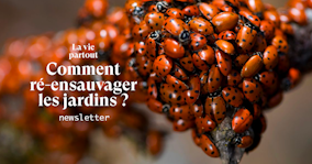 Mais pourquoi ces coccinelles envahissent nos maisons ?