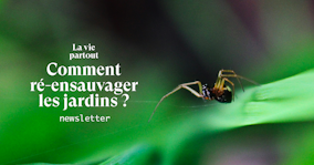 À quoi "servent" les araignées ?