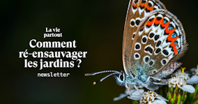 Ré-ensauvager son jardin : quelles plantes choisir ?