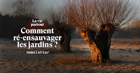 Tailler les arbres pour ré-ensauvager (si si je vous jure)